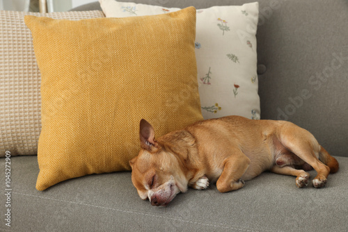 Wallpaper Mural Cute Chihuahua dog sleeping on sofa in room Torontodigital.ca