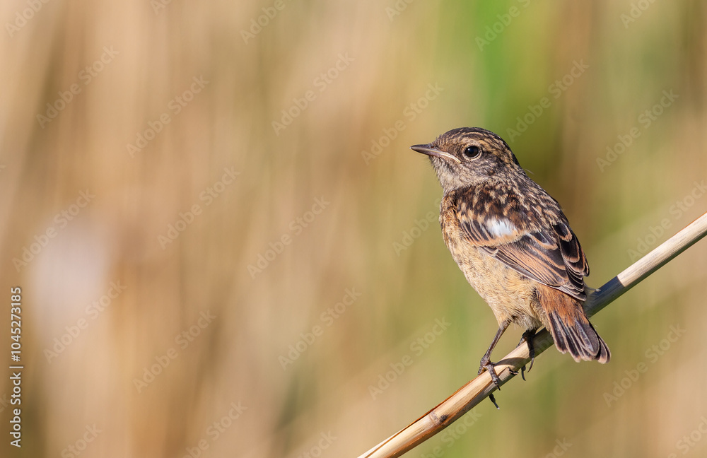 European stonechat, Saxicola rubicola. A bird sits in a meadow on a plant stem on a flat background European stonechat, Saxicola rubicola. A bird sits in a meadow on a plant stem on a flat background