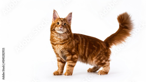 Kurilian Bobtail standing on white background photo