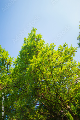 Lush green tree branches against a bright blue sky on a sunny day.