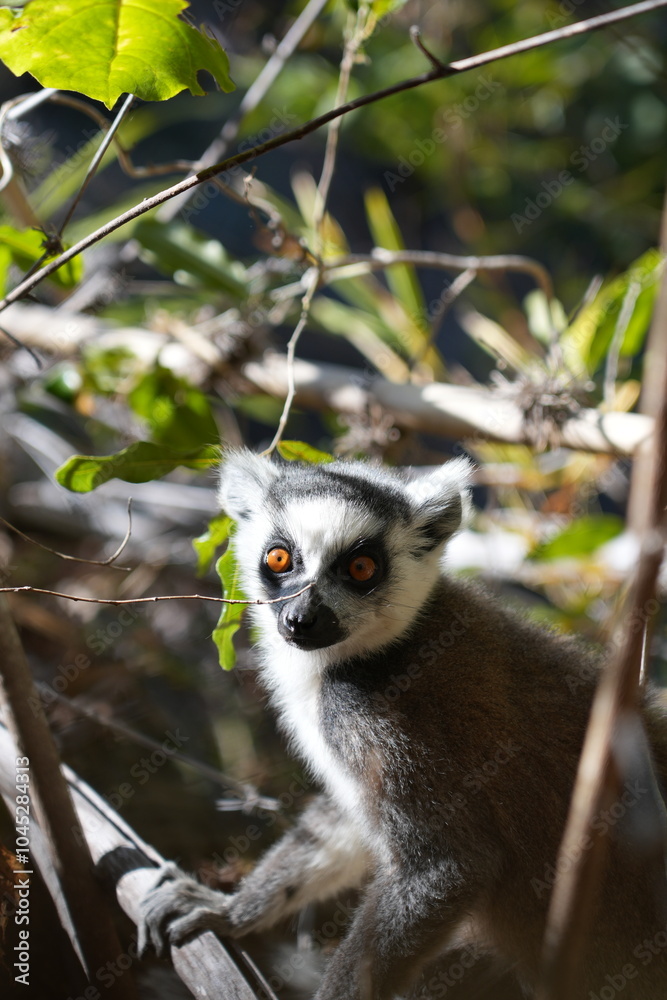 Obraz premium Katta or Ring tailed lemurs (lemur catta) are the national animal of Madagascar, Africa