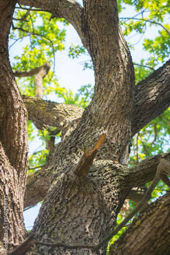 Close-up of a majestic tree with intertwining branches reaching towards the sky.