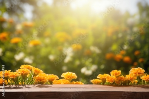 Flower marigold sunlight outdoors.