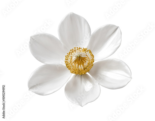 white and blue flower isolated on transparent background	