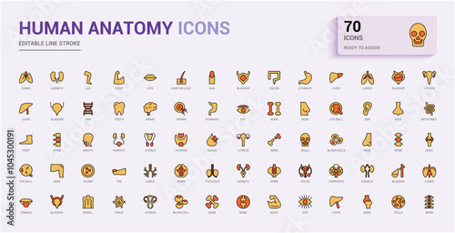 Human Anatomy colorful set of web icons in line style. Contains such icons as anatomical, organs, anatomy, body, bone and more. Editable vector illustration. Icon names are written in English.