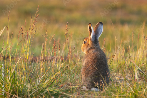 Young Mountain hare standing still and looking into distance during a summery midnight sun in Urho Kekkonen National Park, Northern Finland	