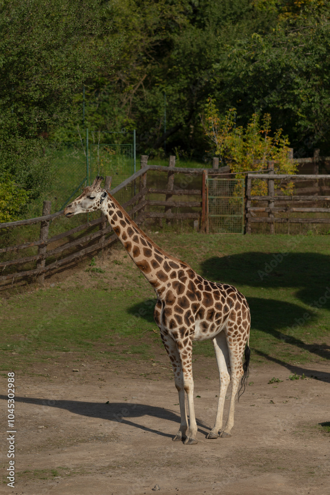 A tall giraffe is standing gracefully in a dusty dirt field that lies in front of a rustic wooden fence that is weathered by time A tall giraffe is standing gracefully in a dusty dirt field that lies in front of a rustic wooden fence that is weathered by time