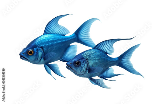 fish on a white background