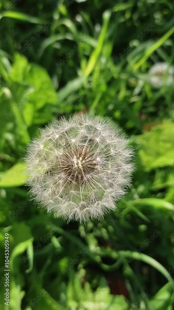 Dandelion in the grass playing on the wind in a meadow Dandelion in the grass playing on the wind in a meadow