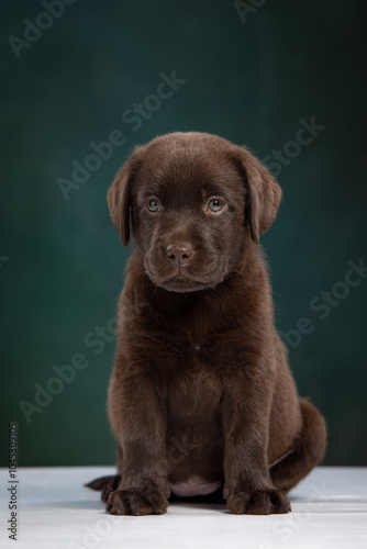 chocolate labrador puppy on a uniform background