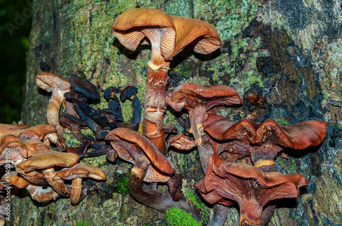 Mushrooms growing on a mossy tree trunk in Tollymore forest County Down photo