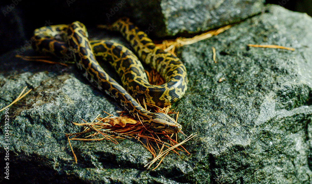 Fototapeta premium beautiful photo of a python snake in beautiful photo of a python snake in nature