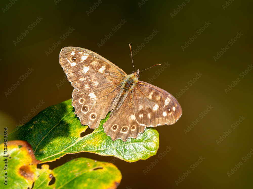 Speckled Wood Butterfly Resting on a Leaf Speckled Wood Butterfly Resting on a Leaf