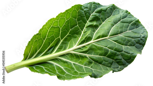 Fresh Collard green leaf on a white or transparent background.