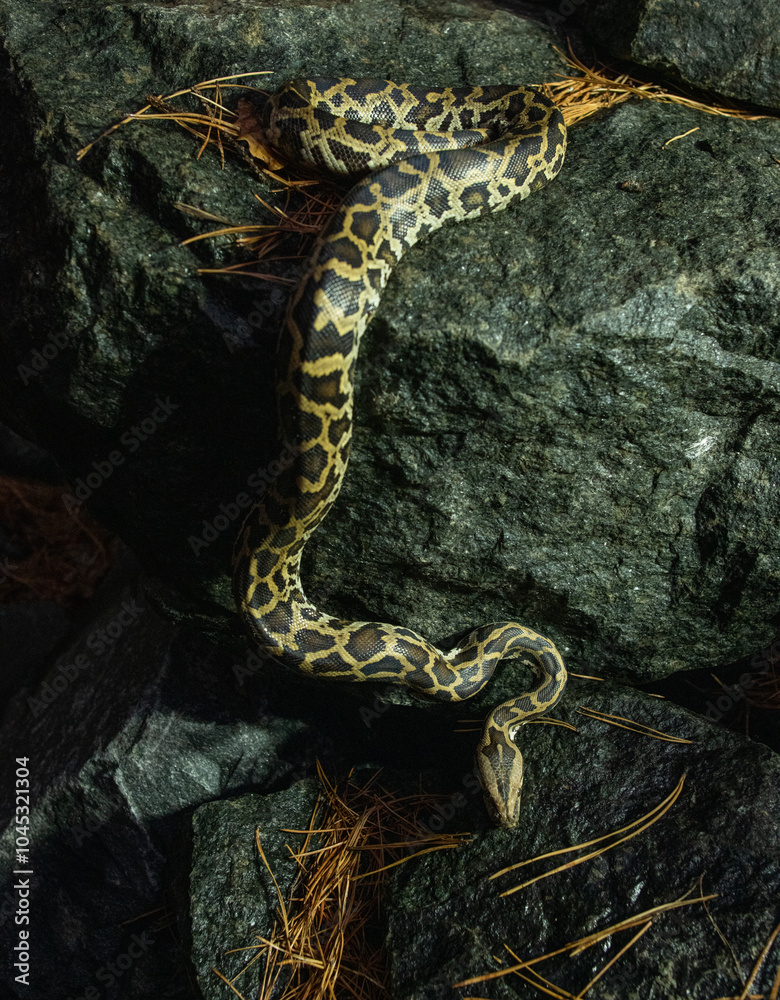 Obraz premium beautiful photo of a python snake in beautiful photo of a python snake in nature