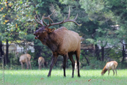 Large bull elk bugling photo