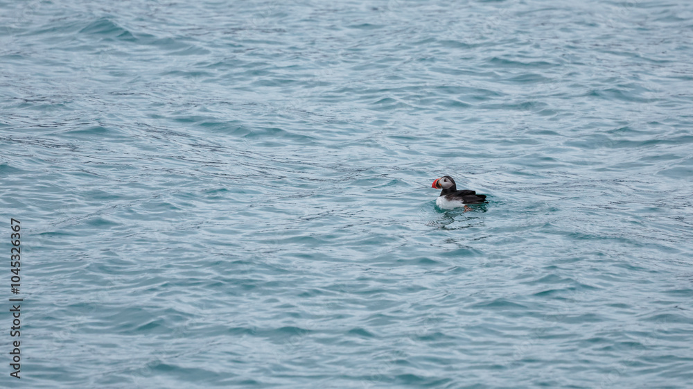 A solitary puffin swims gracefully in the serene waters of Svalbard during daylight