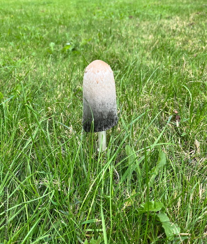 Beige to grey gradient inky cap. Coprinus mushroom photo