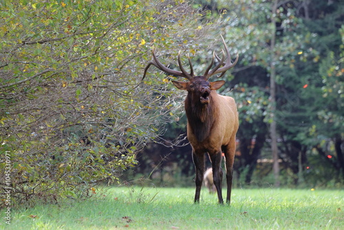 Large bull elk bugling photo