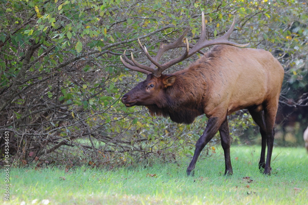 Large bull elk bugling Large bull elk bugling
