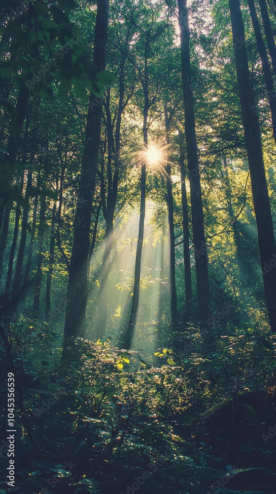 Obraz premium Serene Forest Scene with Soft Light Rays