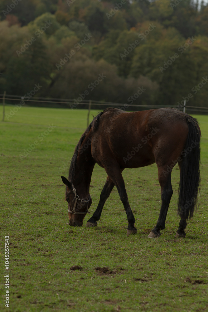 A lovely brown horse is peacefully grazing in a lush, grassy field, surrounded by a beautiful natural landscape filled with greenery A lovely brown horse is peacefully grazing in a lush, grassy field, surrounded by a beautiful natural landscape filled with greenery