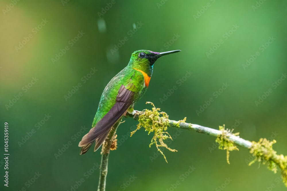 Fototapeta premium Gould's Jewelfront Heliodoxa aurescens, rare humminbird of Ecuador.