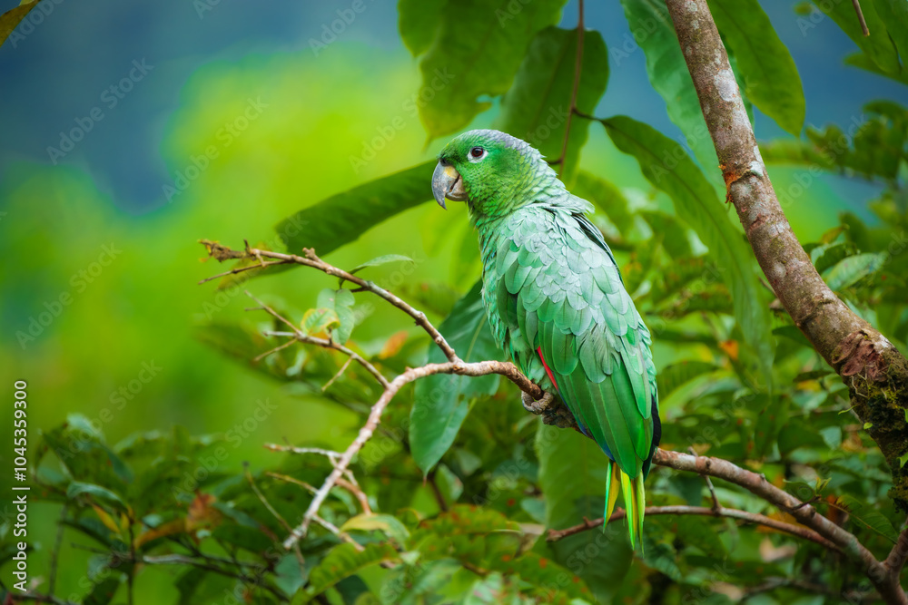 Obraz premium Kawall's Amazon - Amazona kawalli,rare species of parrot (Amazona kawalli) Colombian rainforest
