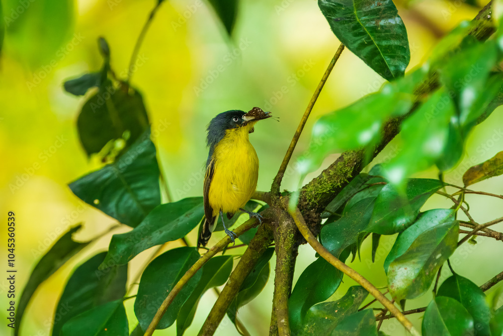 Obraz premium The common tody-flycatcher or black-fronted tody-flycatcher (Todirostrum cinereum) is a very small passerine bird in the tyrant flycatcher family.