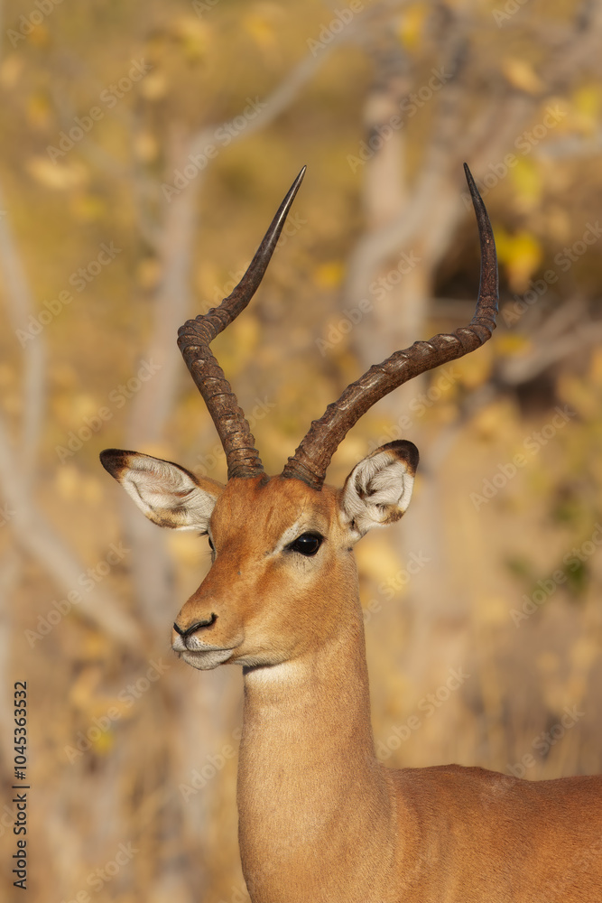 Naklejka premium Impala - Aepyceros melampus medium-sized antelope found in eastern and southern Africa. The sole member of the genus Aepyceros, jumping and fast running mammal, brown color grazing herbivore.