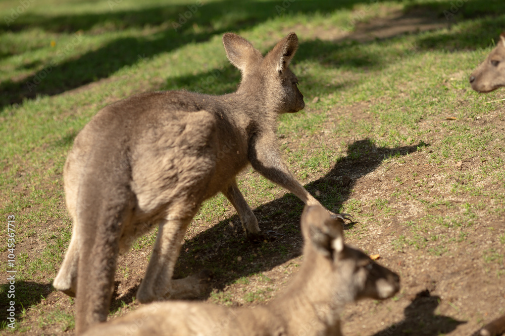 A lively group of kangaroos can be seen standing together in a vast, grassy field, enjoying their time in the sun surrounded by nature A lively group of kangaroos can be seen standing together in a vast, grassy field, enjoying their time in the sun surrounded by nature