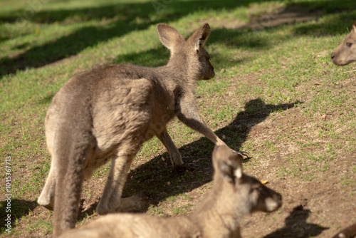 A lively group of kangaroos can be seen standing together in a vast, grassy field, enjoying their time in the sun surrounded by nature