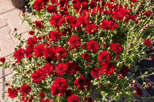 A variety of chrysanthemums in bright colors fills a garden market, showcasing autumn beauty. Brightly colored mums chrysanthemum plants at farmers market fall festival.