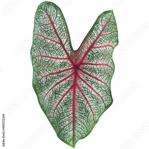 Green red white Caladium heart of Jesus leaf botany botanical tropical plant in transparent background