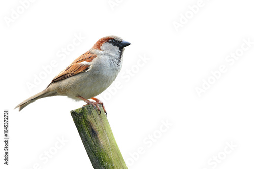 Vögel 149