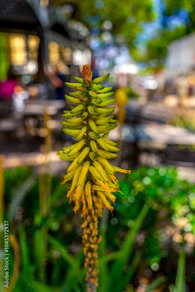 Fototapeta premium Closeup shot of an Aloe Vera plant with a blurred background