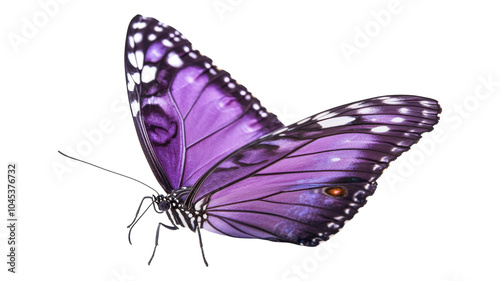 Purple butterfly with striking patterns in mid-flight against a transparent background showcasing its vibrant colors and delicate wings.
