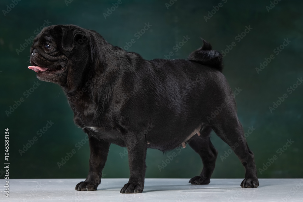 Fototapeta premium black pug on a uniform background