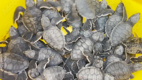 Turtles that have just hatched