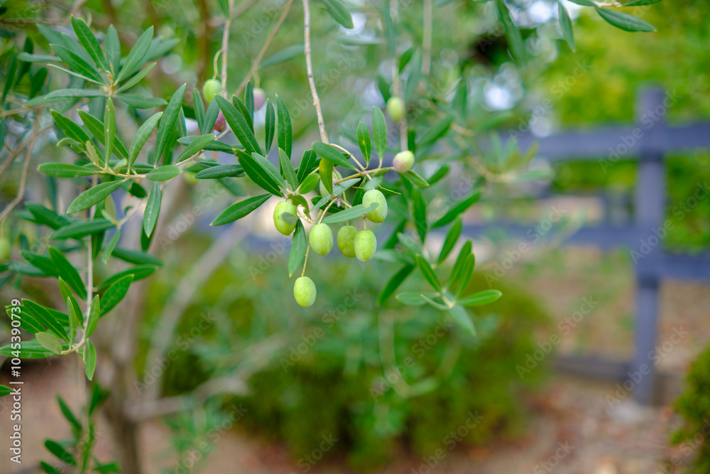 Olive Tree Branch with Green Olives Olive Tree Branch with Green Olives