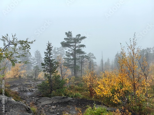 Exploring the misty Volosyanaya mountain in Kandalaksha on the Kola Peninsula during autumn foliage photo