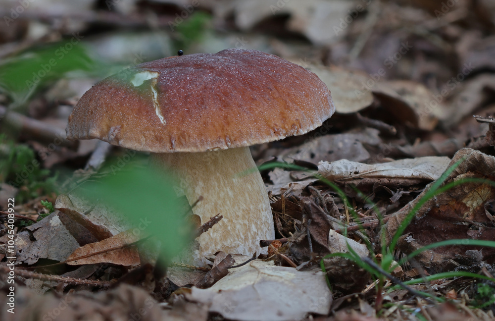 Mushrooms in wild forest macro close up photography
Mushrooms in wild forest macro close up photography