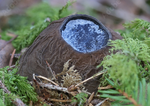 Rare spring mushroom, endangered species Sarcosoma globosum photo