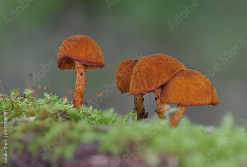 Εκτύπωση καμβά Mushrooms in wild forest macro close up photography
