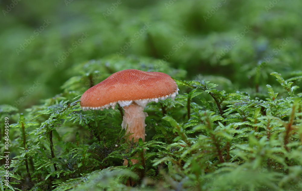 Mushrooms in wild forest macro close up photography
Mushrooms in wild forest macro close up photography
