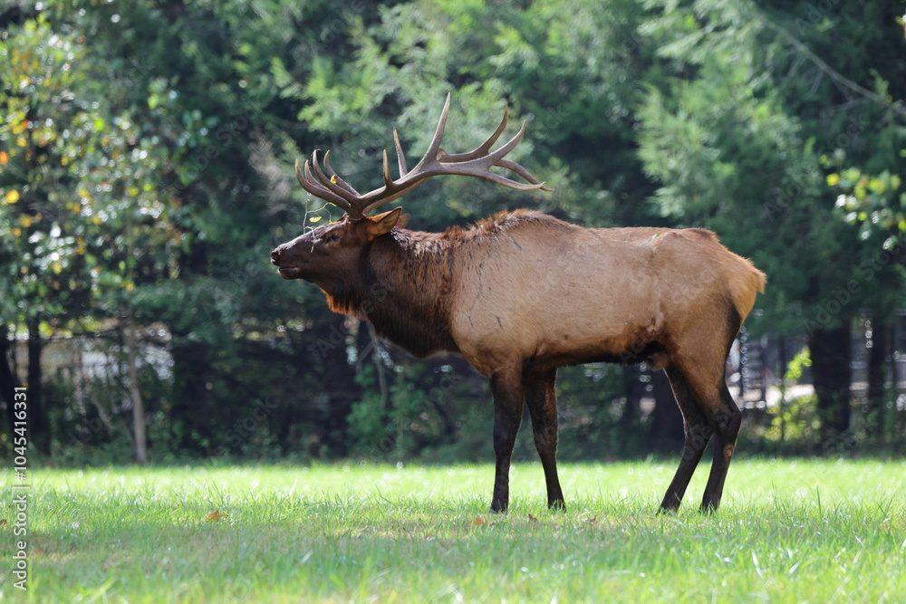 Large bull elk bugling Large bull elk bugling