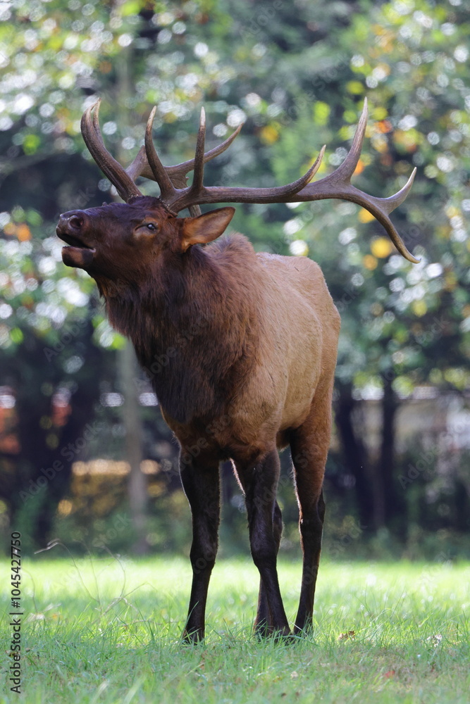 Fototapeta premium Large bull elk bugling. 