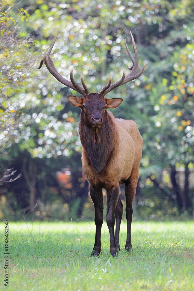 Large bull elk bugling. Large bull elk bugling.
