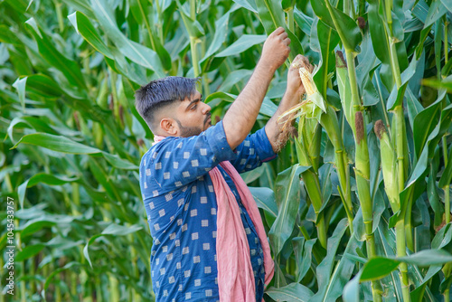 young Indian farmer standing in maize farm photo