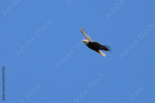 Bald eagle soring aganst blue sky